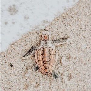 Meet your Posher, Arianna